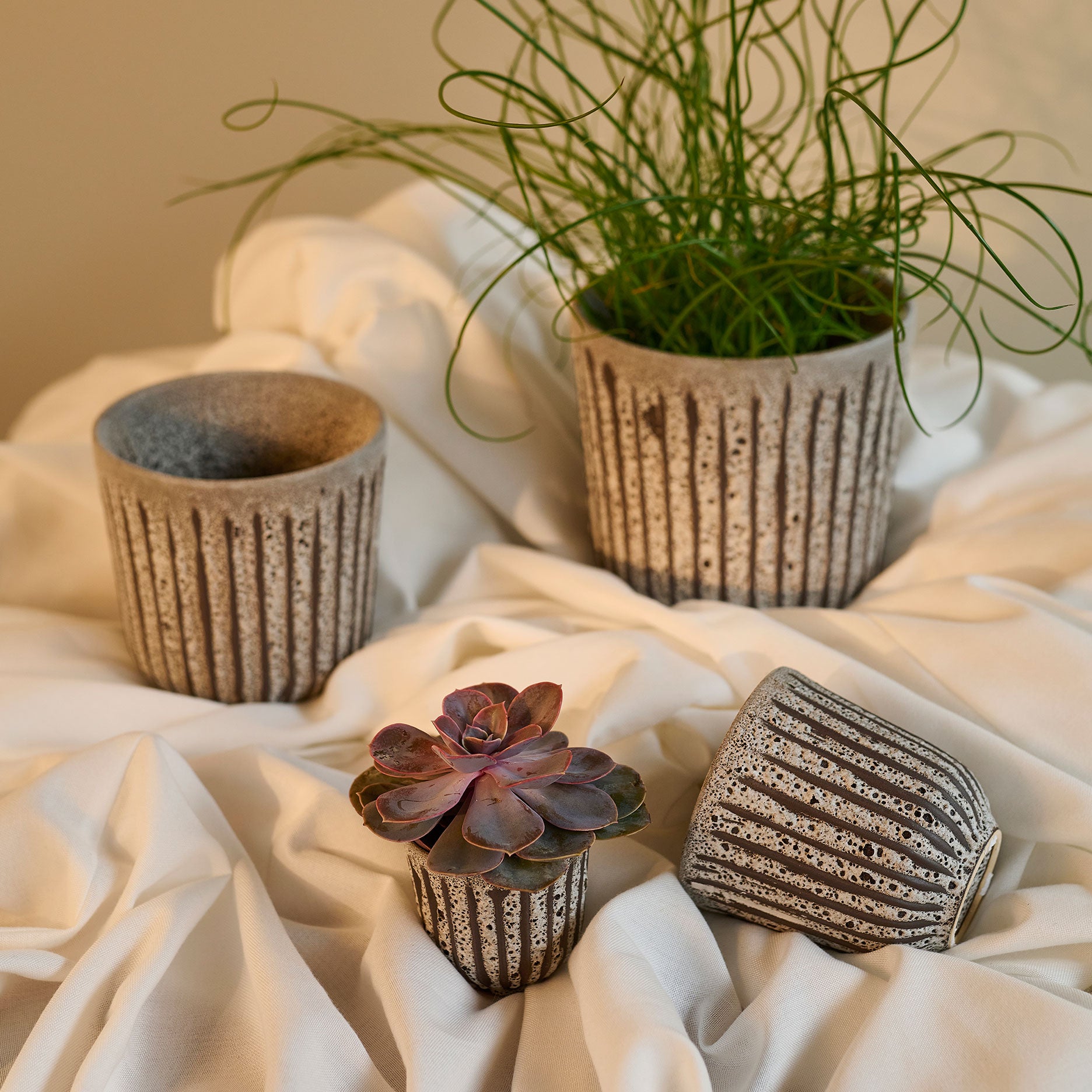 Arti Becky Blumentopf